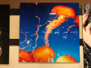 Classy Art SF1578 Tempered Glass w/ Foil 50 x 50 Jelly Orange