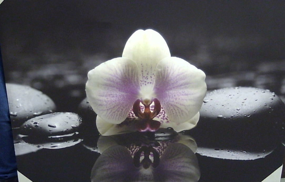 Classy Art B/W With Color Orchid Canvas 36x48