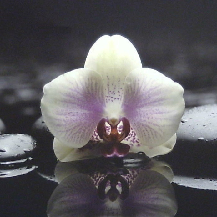 Classy Art B/W With Color Orchid Canvas 36x48