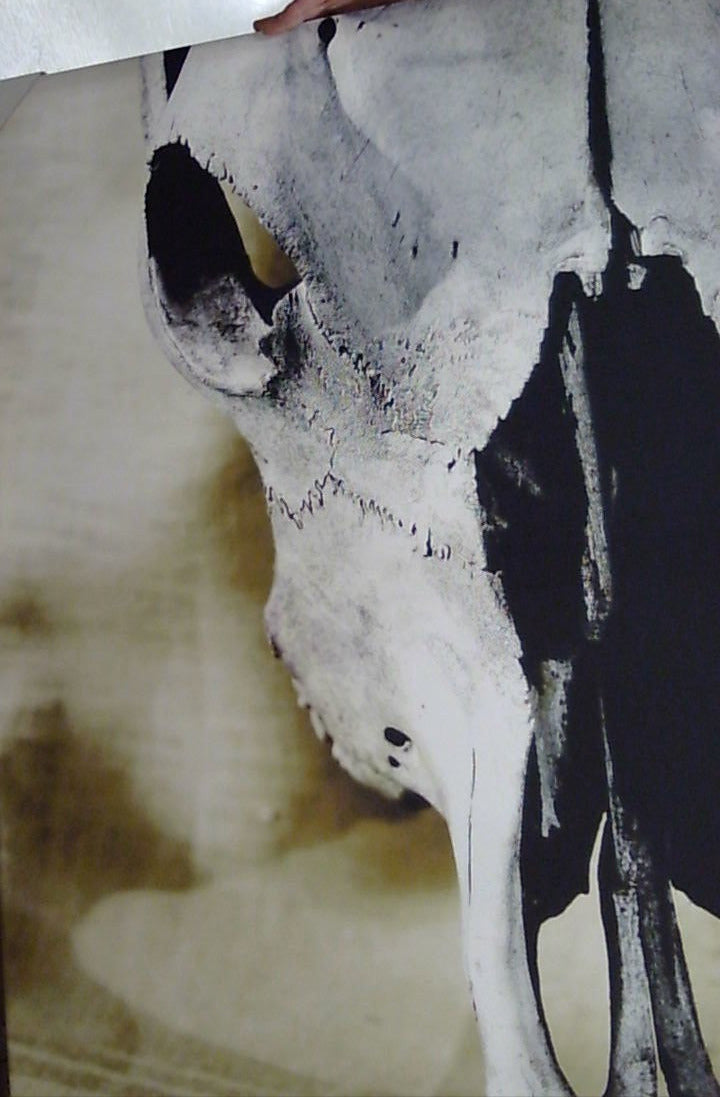Classy Art Bovine Skull Canvas 36x48