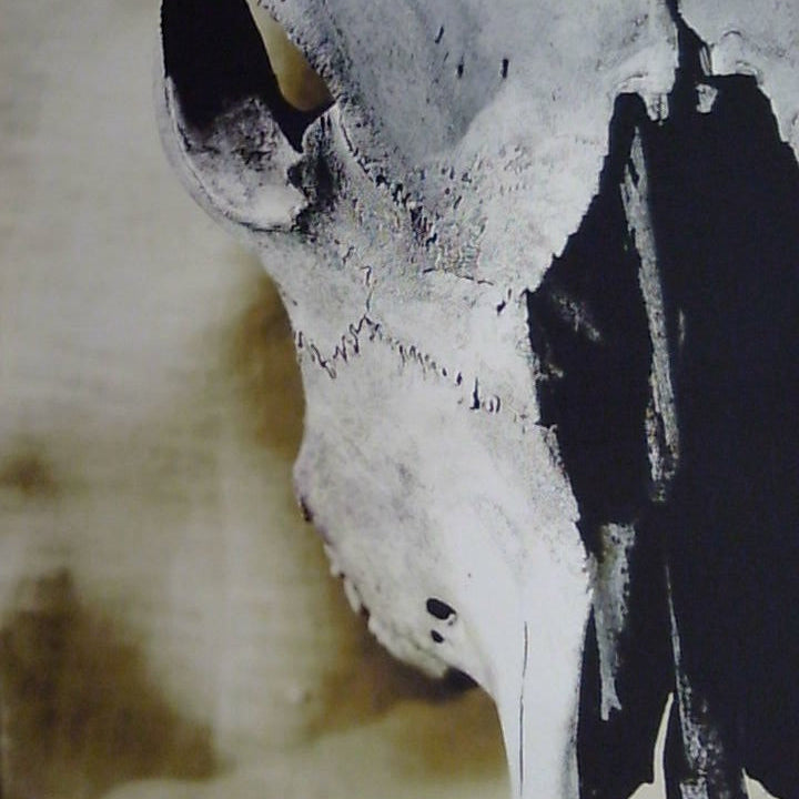 Classy Art Bovine Skull Canvas 36x48