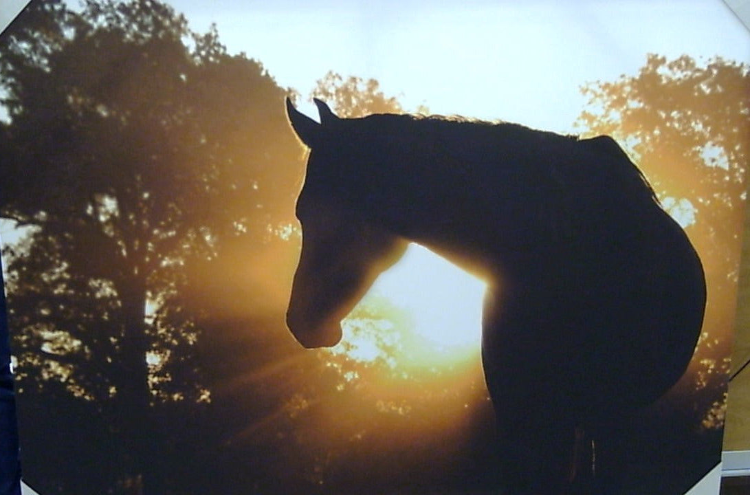 Classy Art Sunlight Horse Canvas 36x48