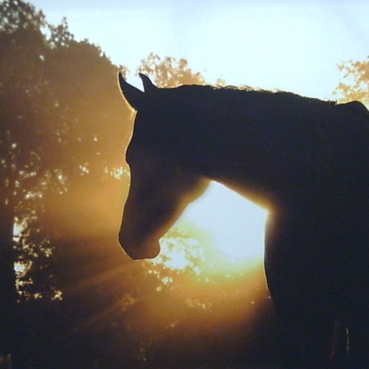 Classy Art Sunlight Horse Canvas 36x48