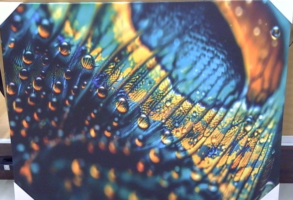 Classy Art Iridescent Elegance: Dewdrops on a Peacock's Plume Canvas 36x48