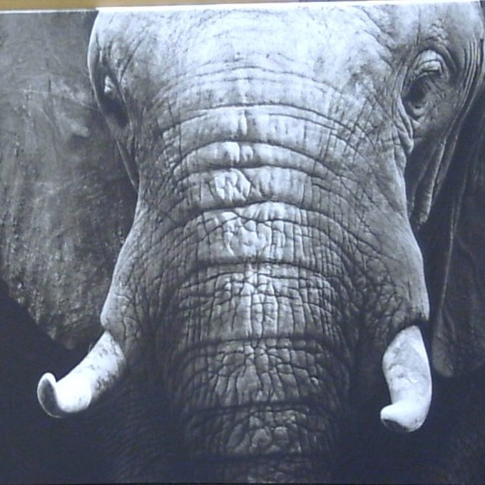 Classy Art The Elephant's Silent Wisdom Canvas 36x48