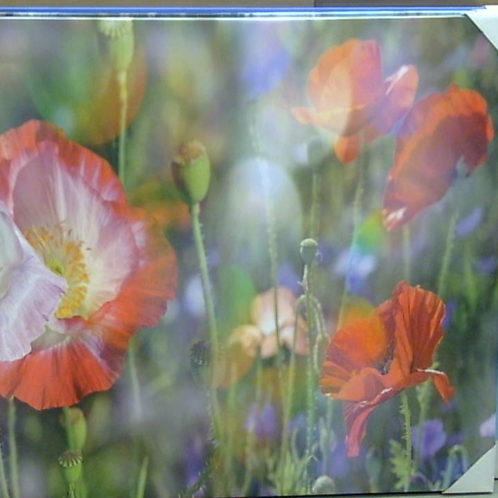 Classy Art Wildflowers (36x48)