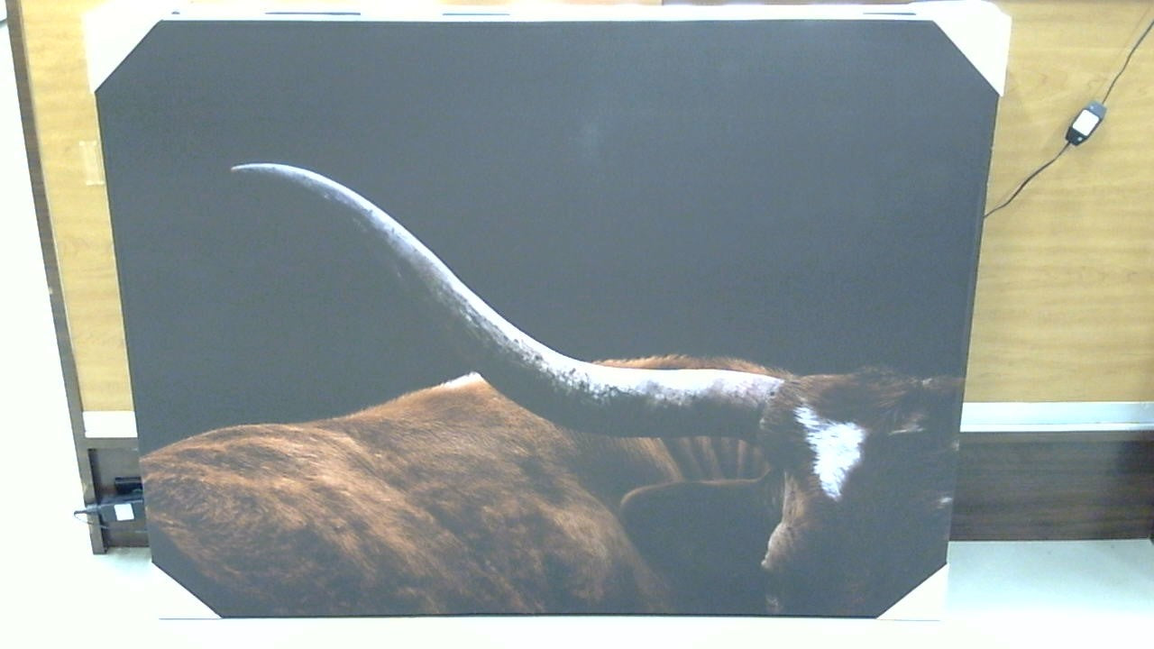 Classy Art Dark Longhorn (36x48)