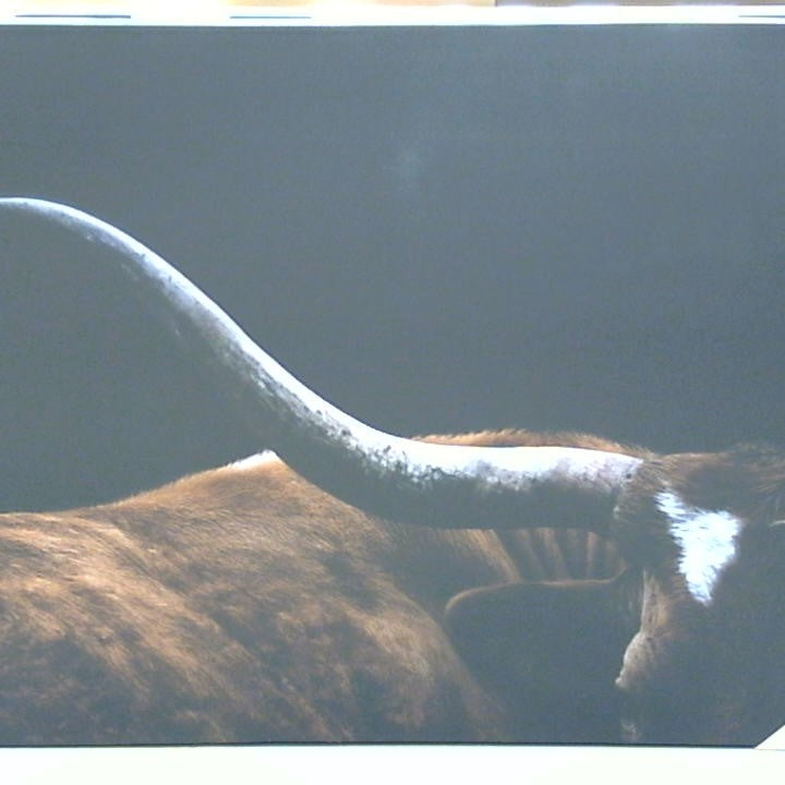 Classy Art Dark Longhorn (36x48)