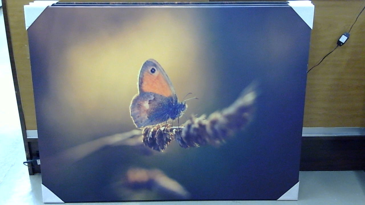 Classy Art Morning Moth (36x48)