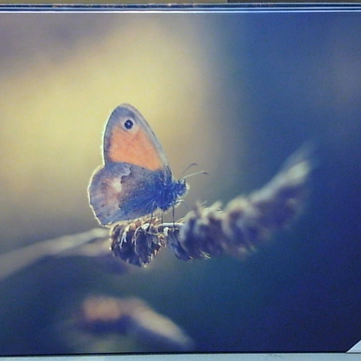 Classy Art Morning Moth (36x48)
