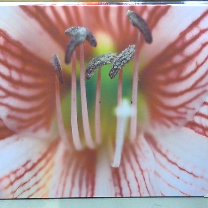 Classy Art Passion Flower (36x48)