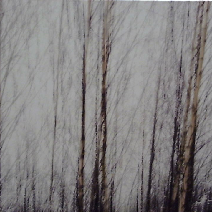 Classy Art White Forest (36x48)